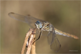 <p>VÁŽKA HNĚDOSKVRNNÁ (Orthetrum brunneum) Řecko - Kréta ---- /Southern Skimmer - Südlicher Blaupfeil/</p>
